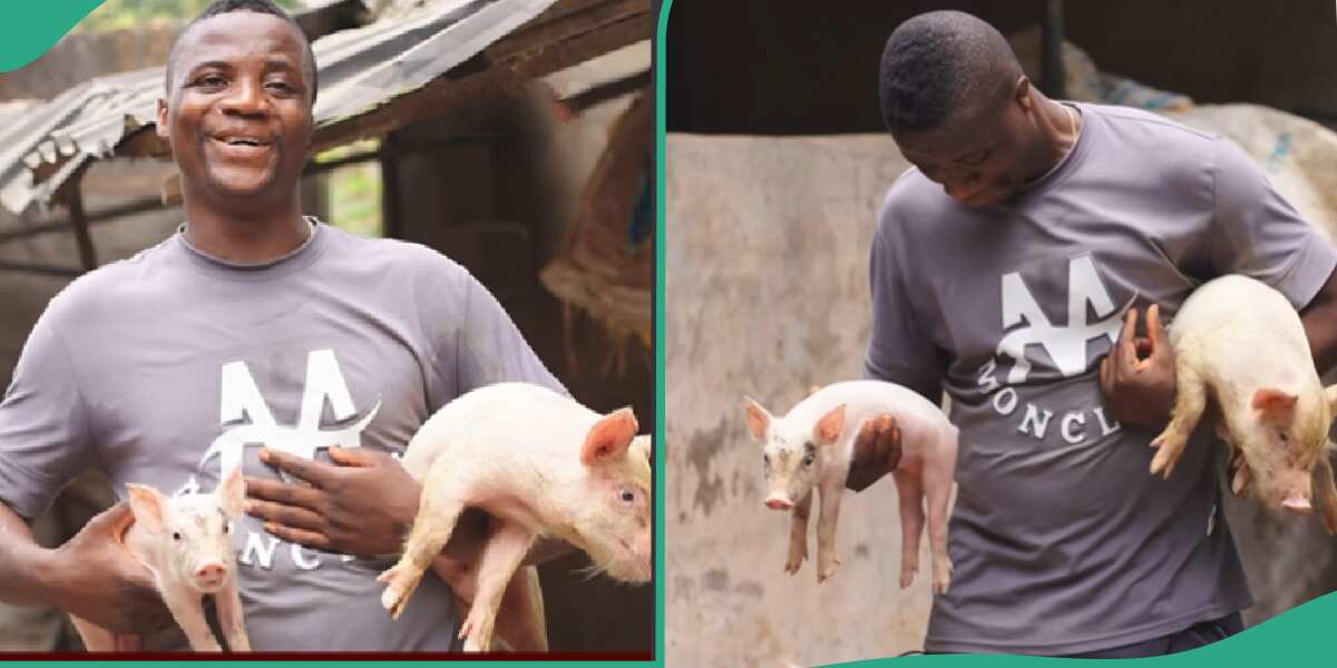 Nigerian pig farmer, Dr Bakaida.