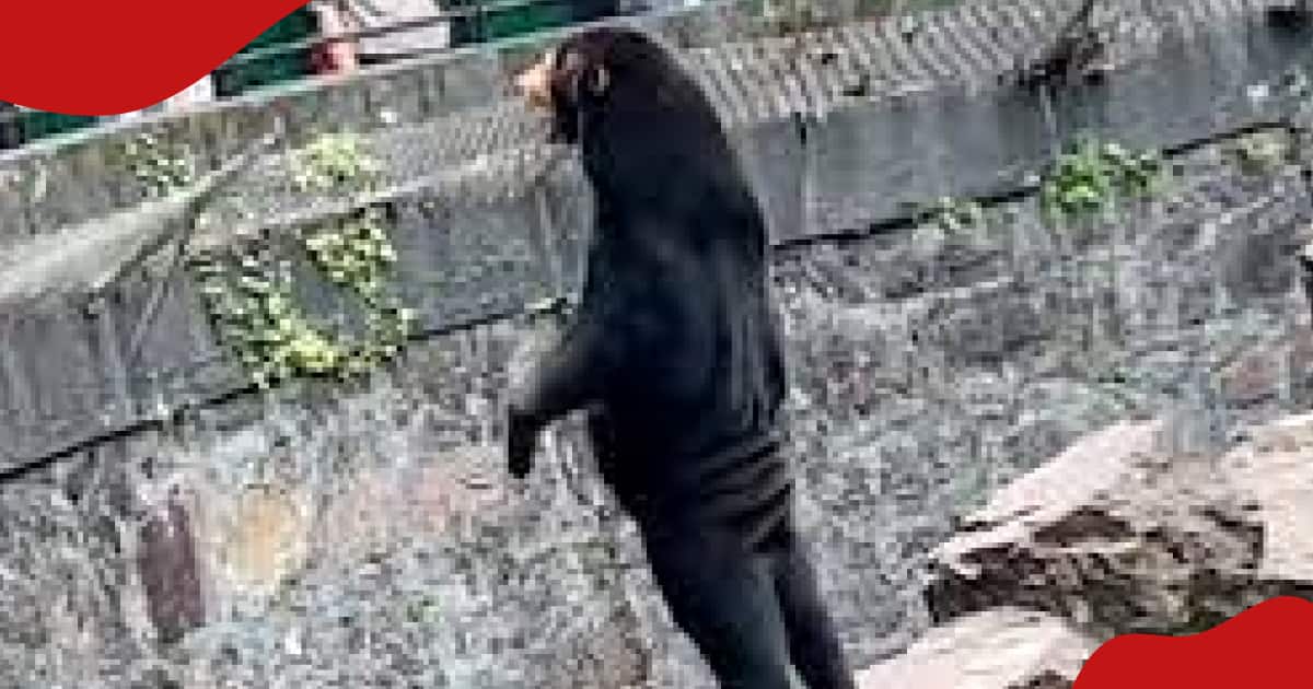 Zoo authorities forced to deny claims its bears are humans wearing costume after video went viral