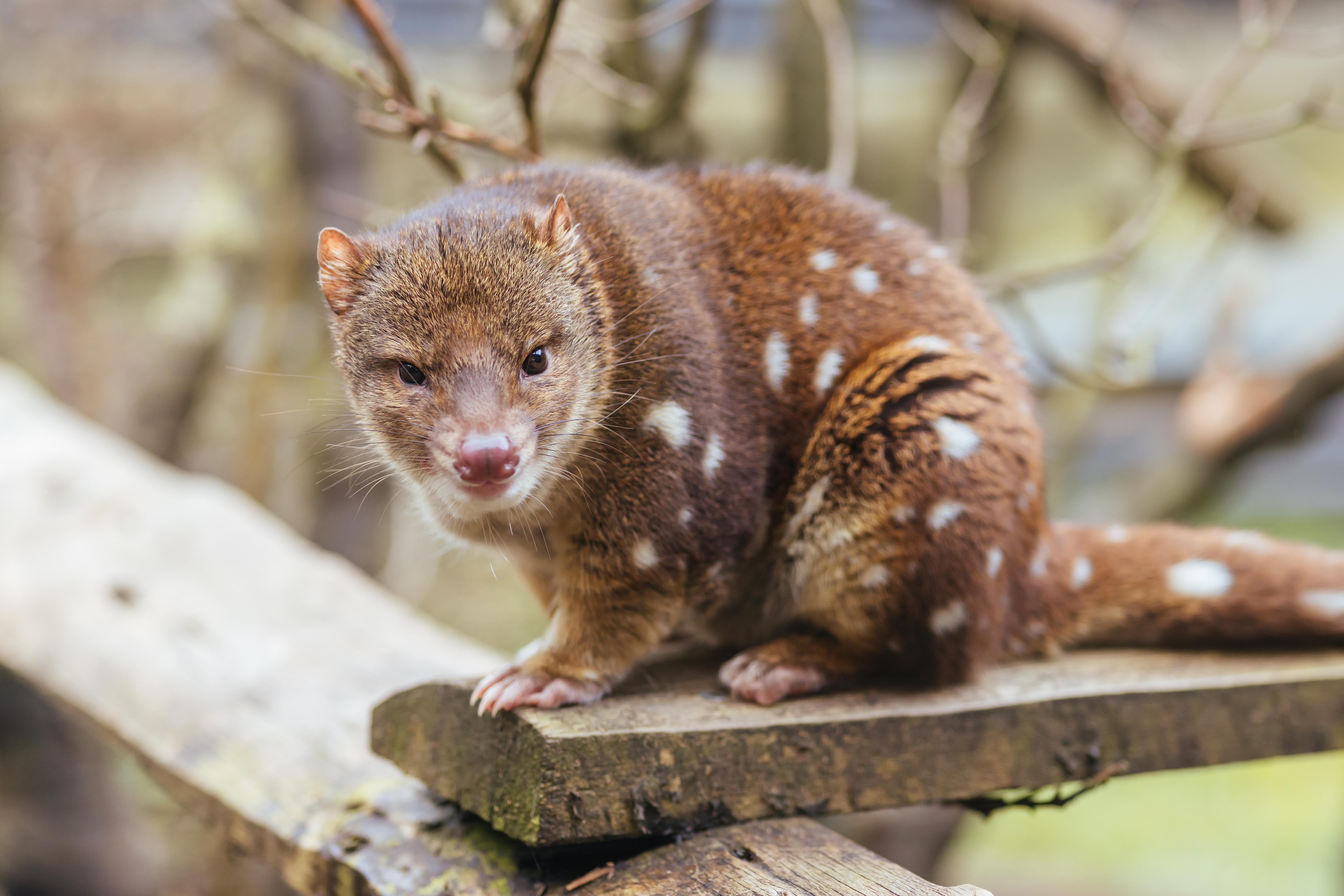 Quoll is on a wooden bench