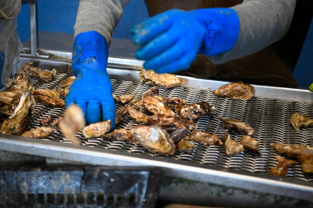 A health scare has caused falling oyster sales in France