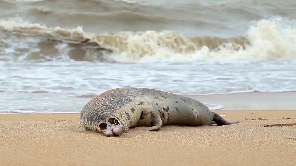 A dead Caspian seal on a Russian beach in 2020. The seal population of the Caspian Sea has for decades suffered from over-hunting and the effects of industrial pollution
