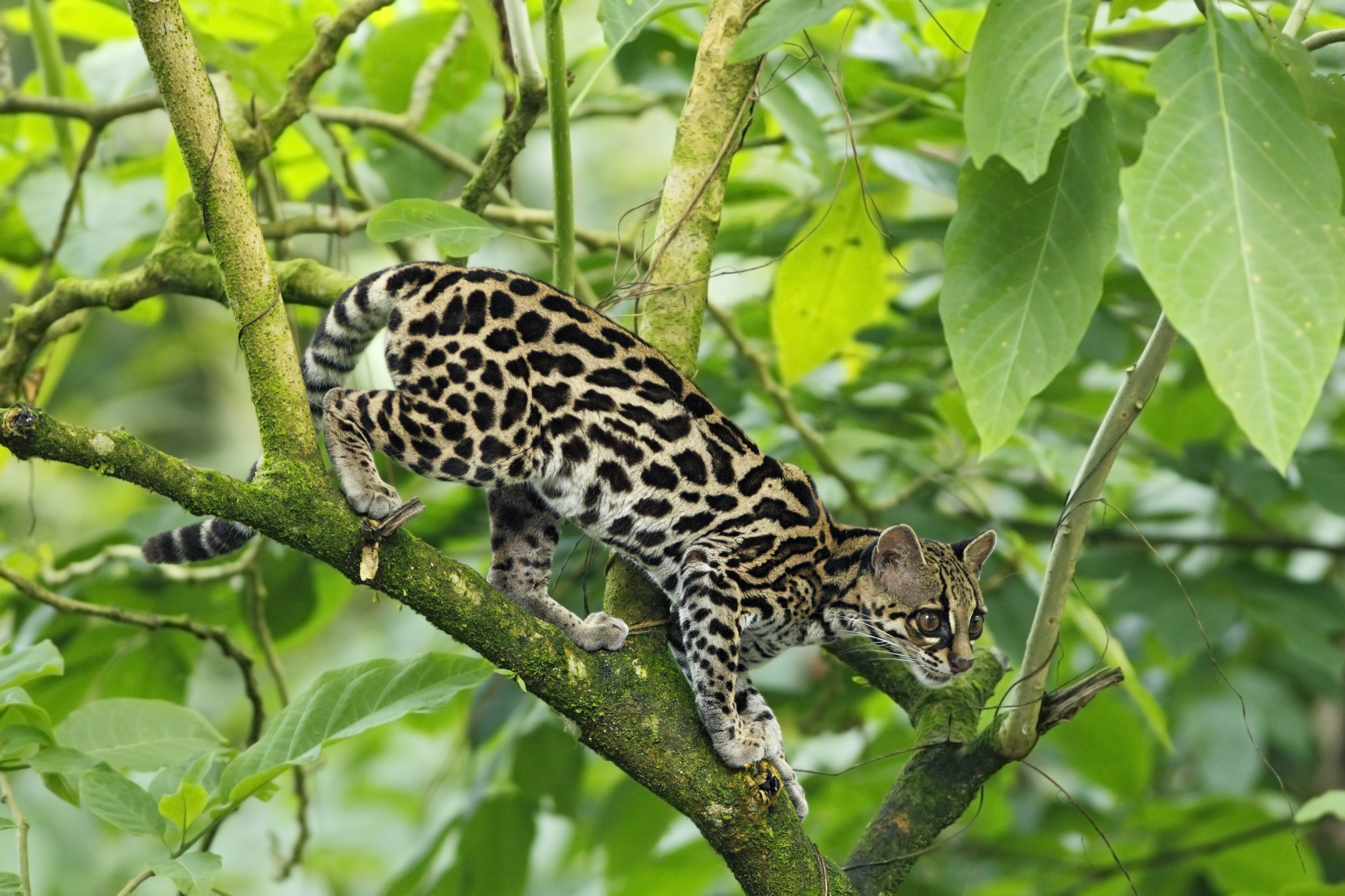 Margay on a tree branch
