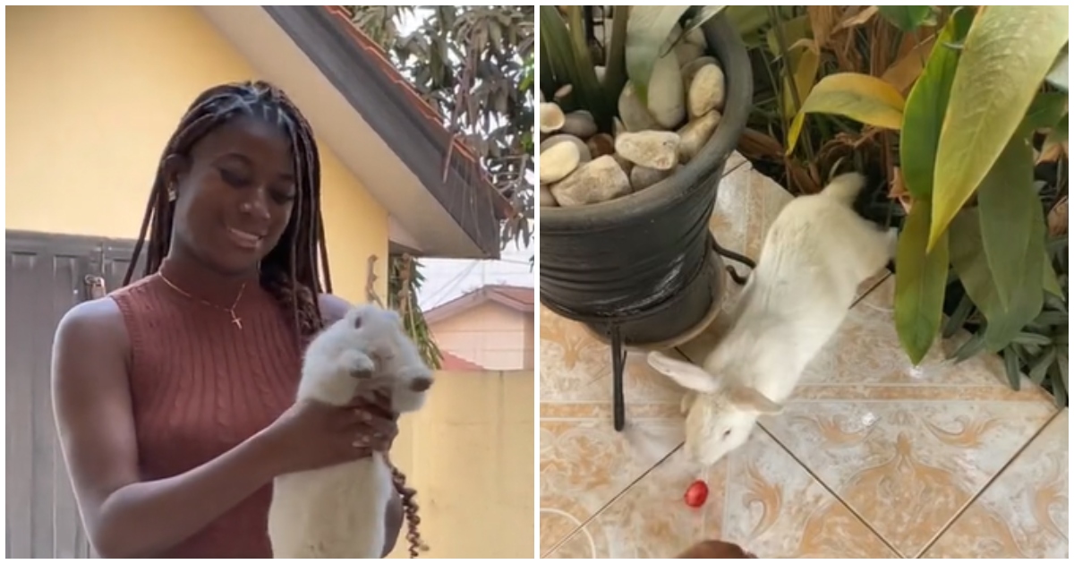 Ghanaian lady gush as she gets rabbit as a pet