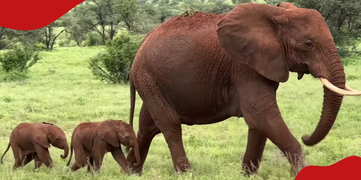 Joy as mother elephant gives birth to twin calves in rare occurrence: "Double Joy"