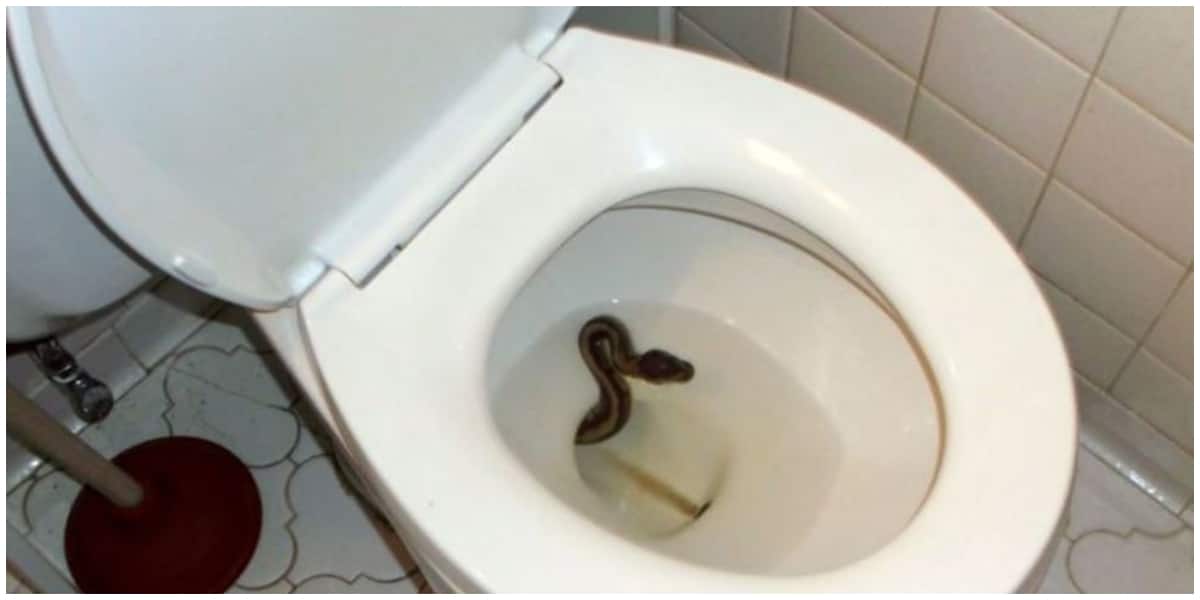5 unbeatable ways to prevent snakes from entering your toilets in 2021