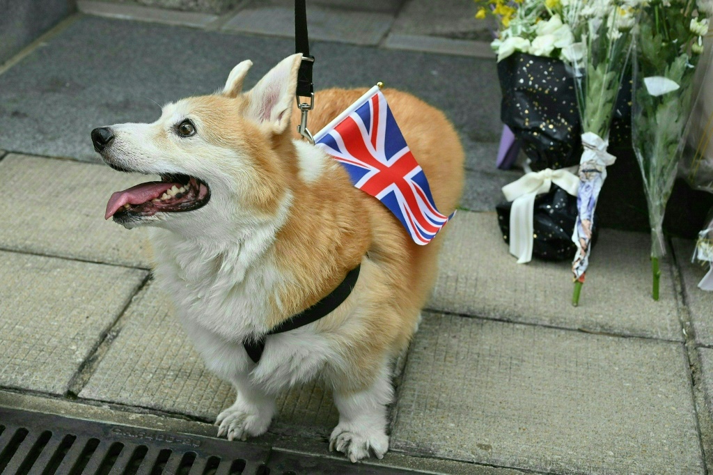 A pet corgi dog is seen with a Union flag outside the British consulate in Hong Kong. Queen Elizabeth owned a number of corgis over her lifetime