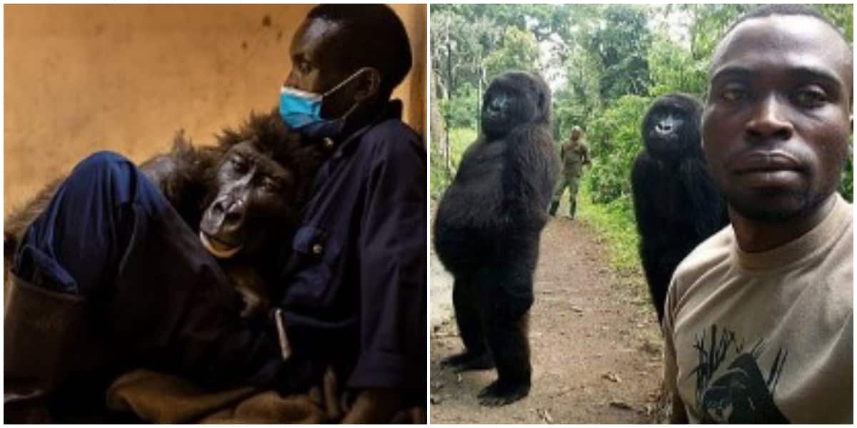 Gorilla whose photobomb became internet sensation passes away at the age of 14