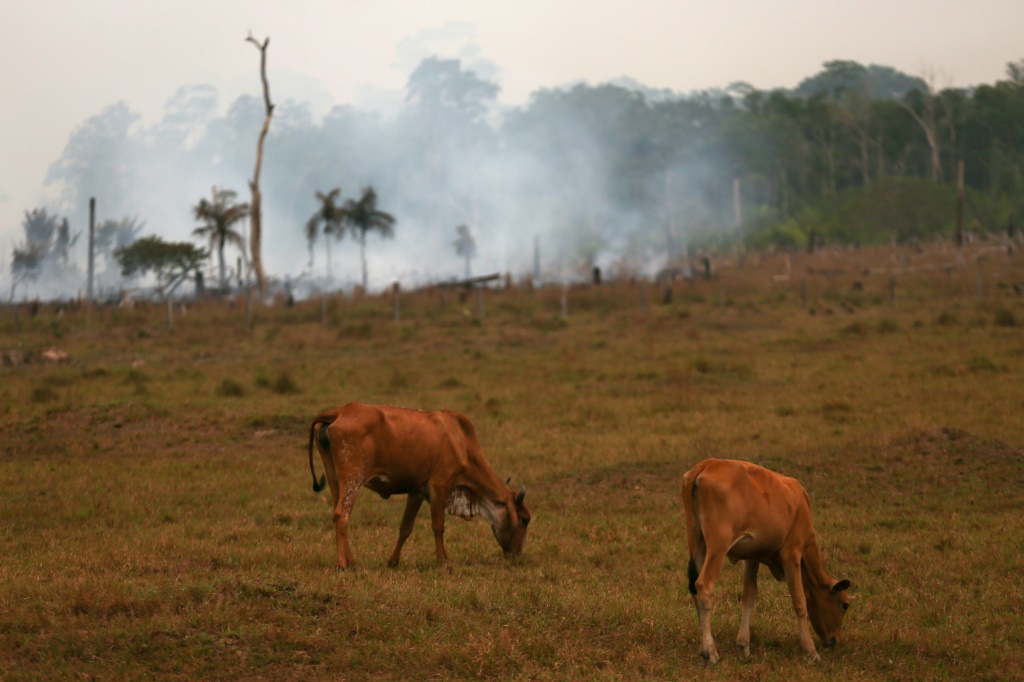 Experts say most deforestation in the Amazon is driven by farmers and land-grabbers clearing the forest for crops and cattle