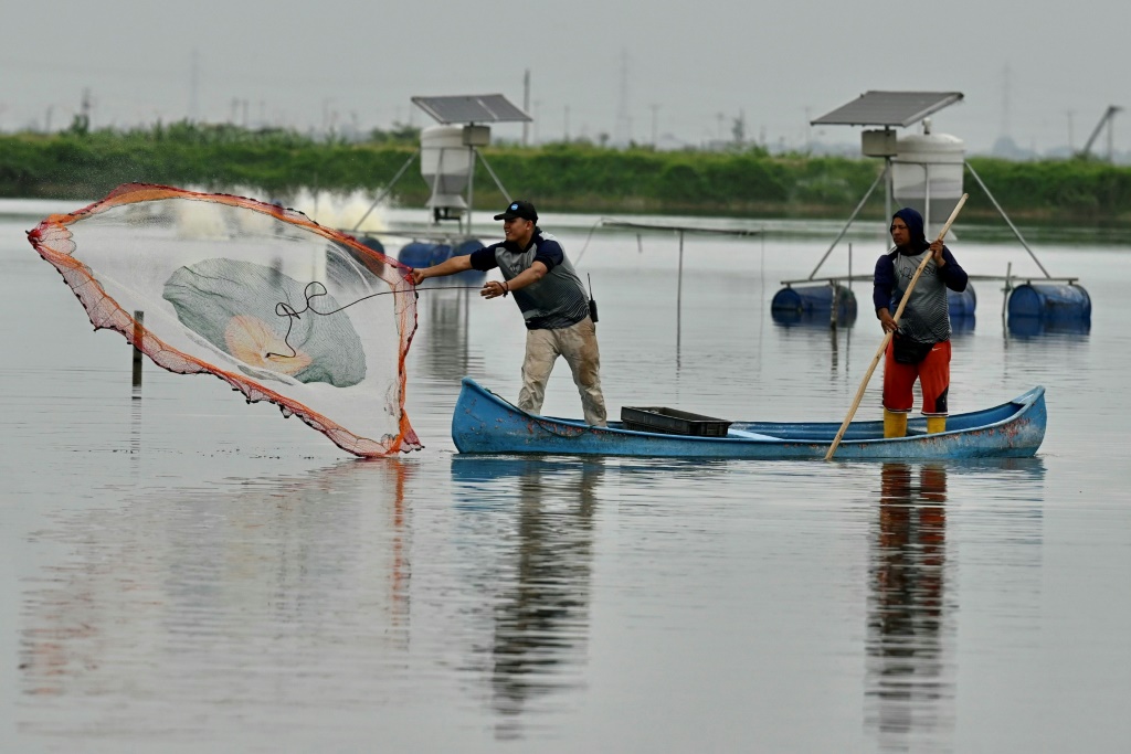A shrimper casts a net at a production pond in Taura, Ecuador on July 31, 2023