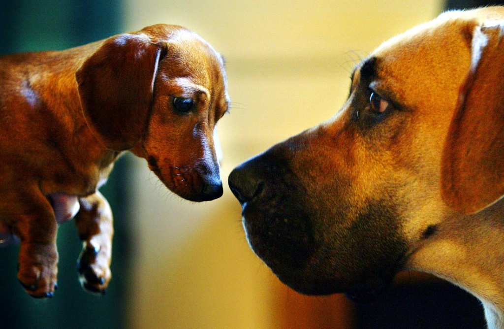 Small but mighty: miniature dachshunds have the third-longest life expectancy of any dog