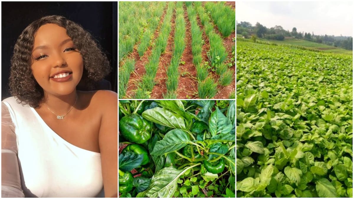 Pretty lady succeeds in farming, shows big plantation, says it's great decision