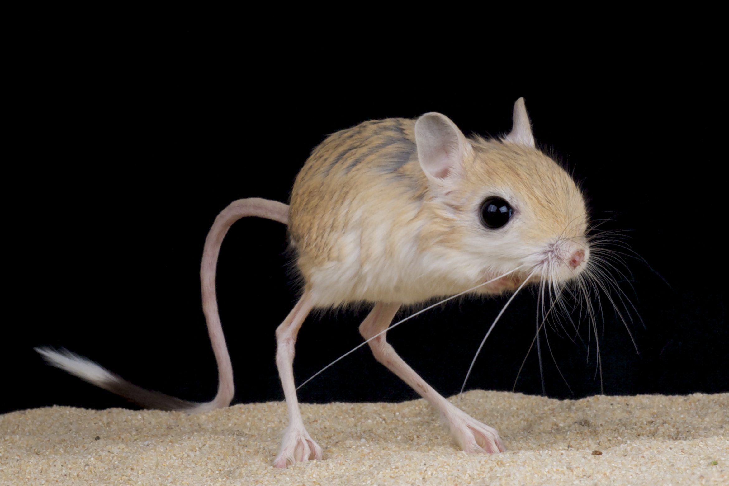 The Jerboa is a medium-sized rodent with kangaroo-like legs