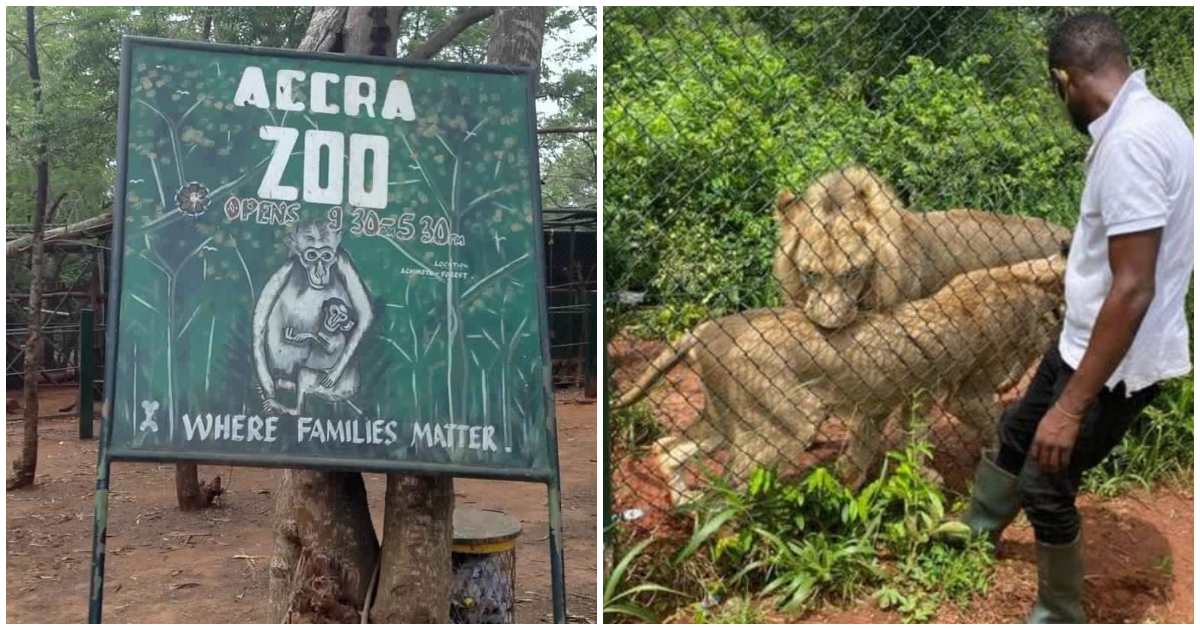 The Accra Zoo has been shut down pending further investigations into Sunday's lion attack which claimed a life.