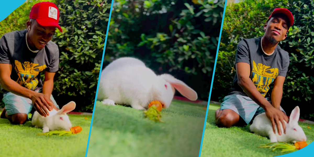 Kofi Kinaata plays with his pet rabbit in a cute video, many in awe of their bond: "I'm going to buy one"