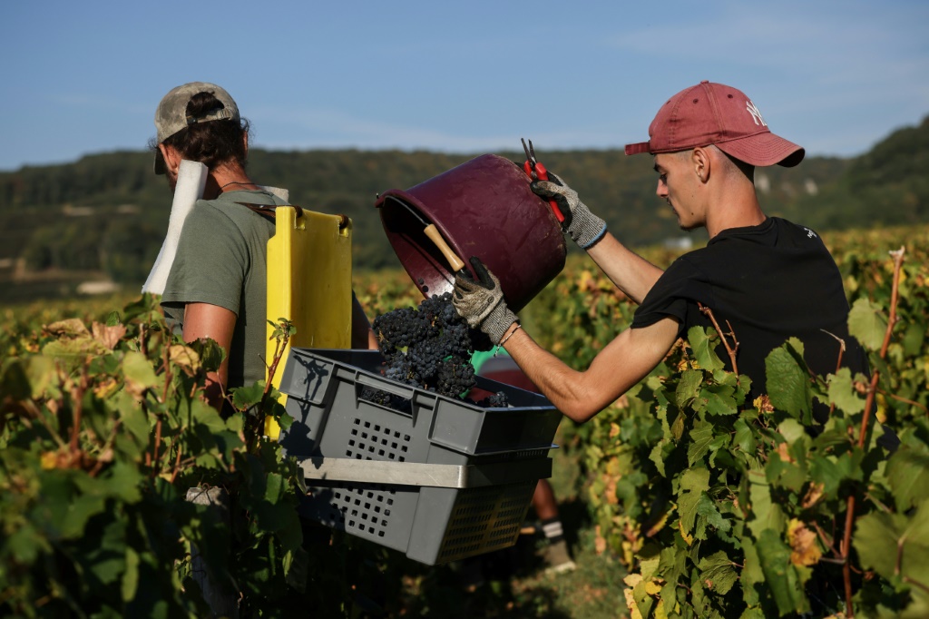 Harvesters collect grapes in France's Burgundy wine region