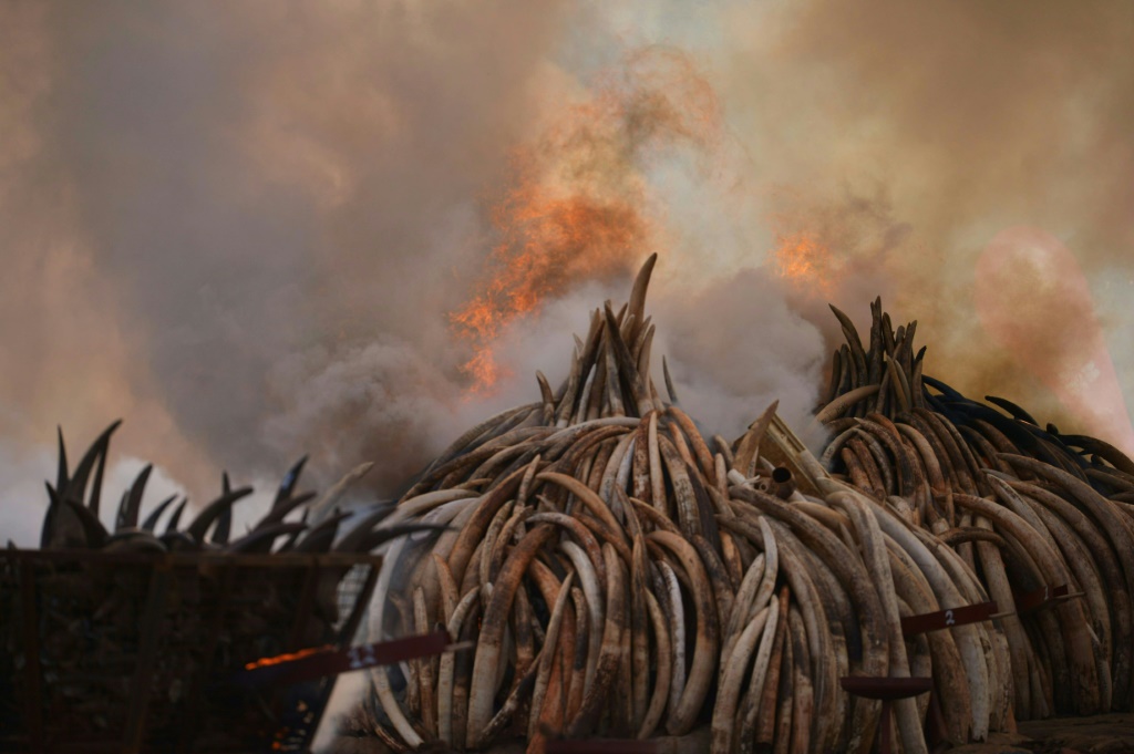 Stacks of ivory and rhinoceros horns burn in Kenya in the world's biggest ivory bonfire in 2016