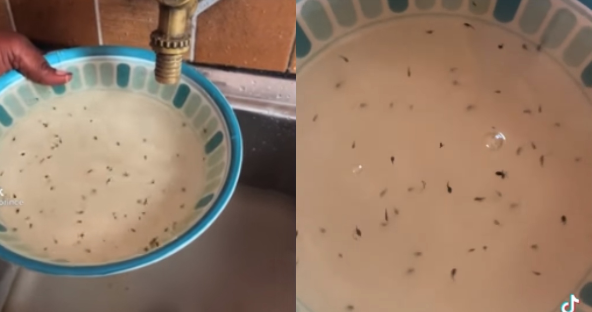 Man in Ghana opens tap to drink & finds it filled with live baby frogs