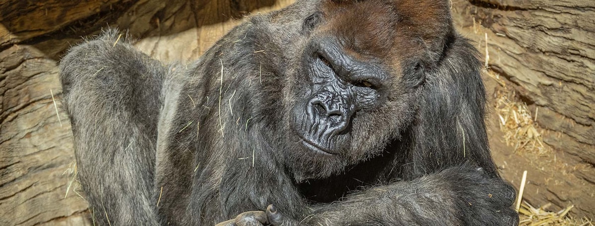Gorillas test positive for COVID-19 in US zoo