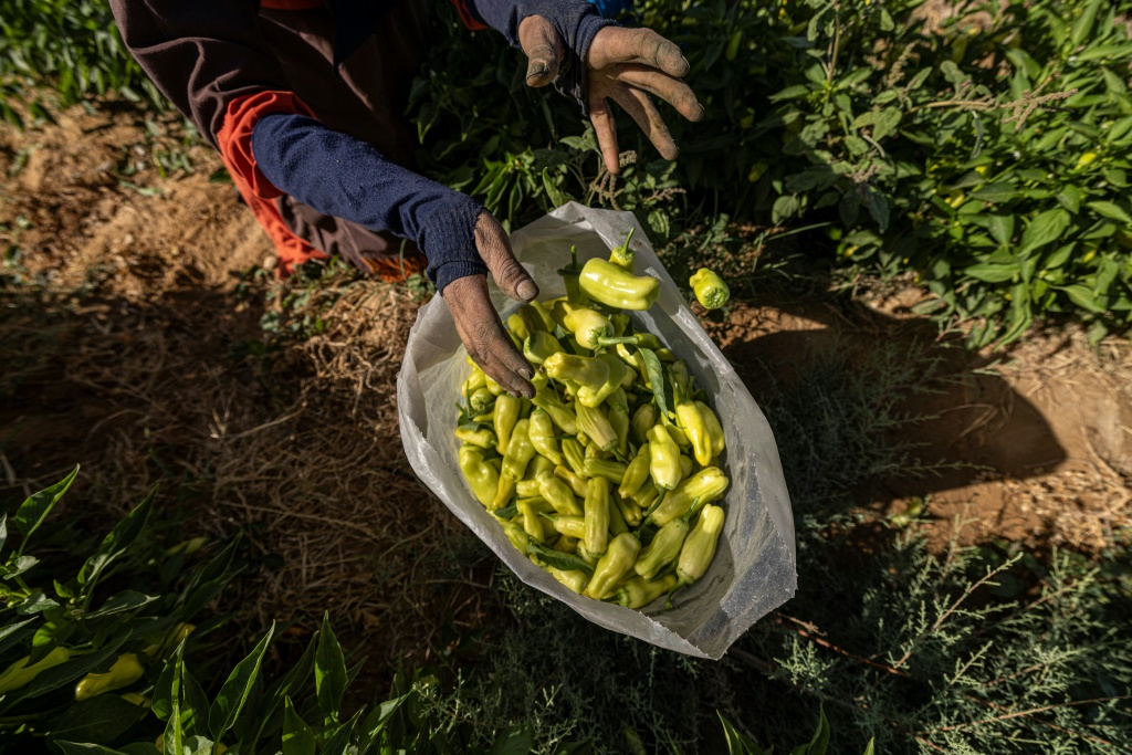 Smallholders cultivating plots no bigger than a football pitch produce nearly half of Egypt's field crops, making their role key in making up for any shortfall in imports