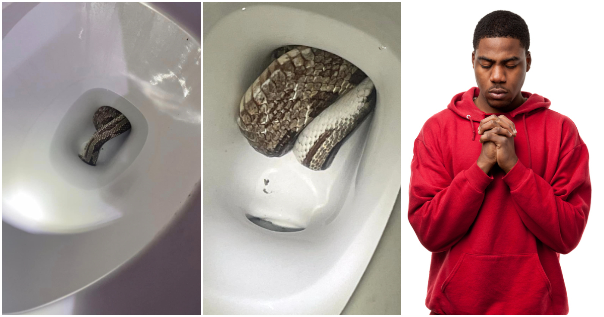 Snake removed from homeowner's toilet.