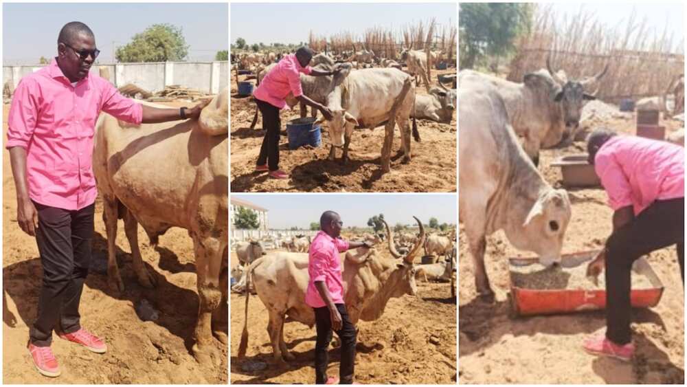 Nigerian man showcases his cow business, buys land for them, hopes to make big profit