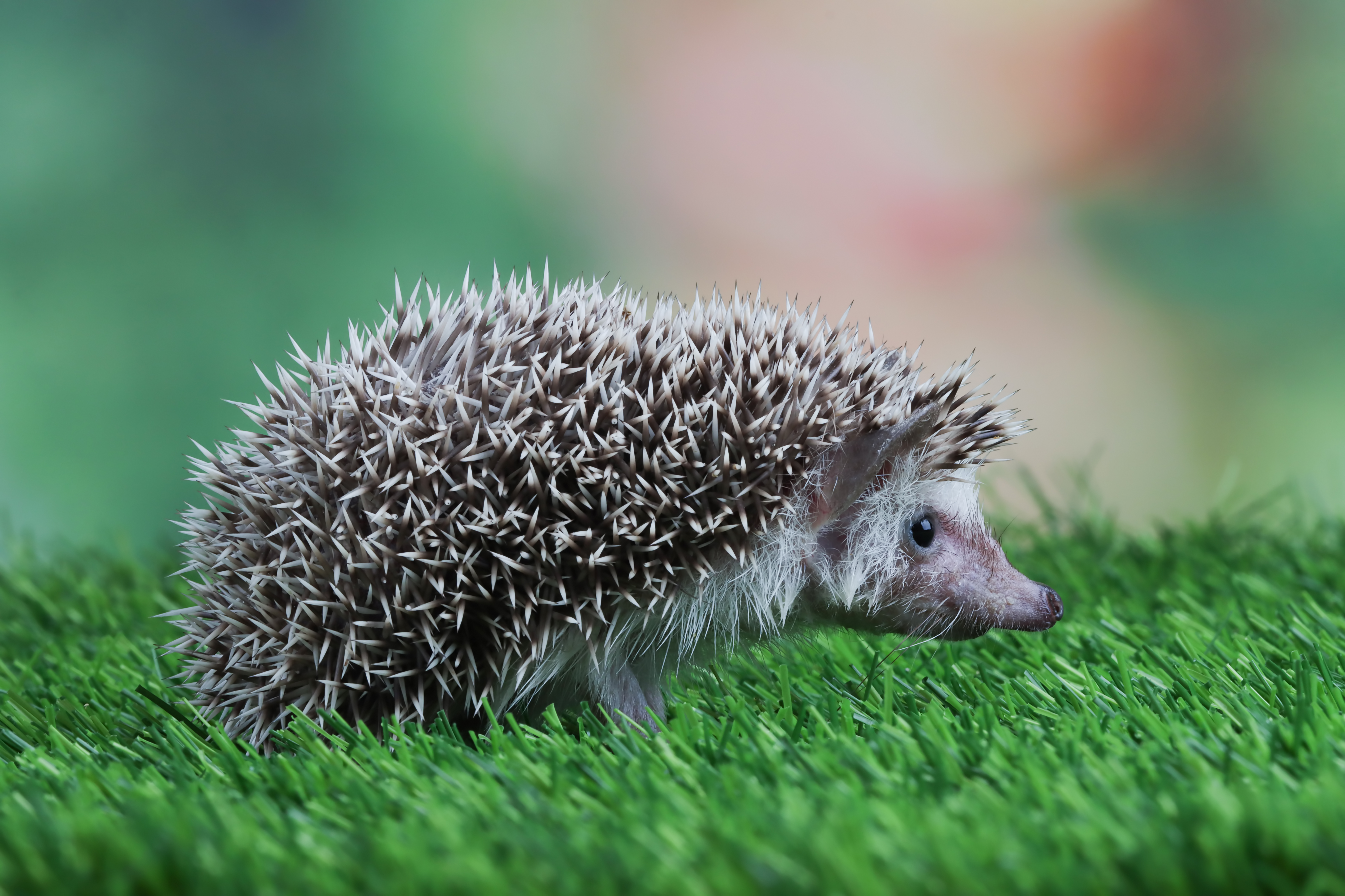 Hedgehog in Indonesia