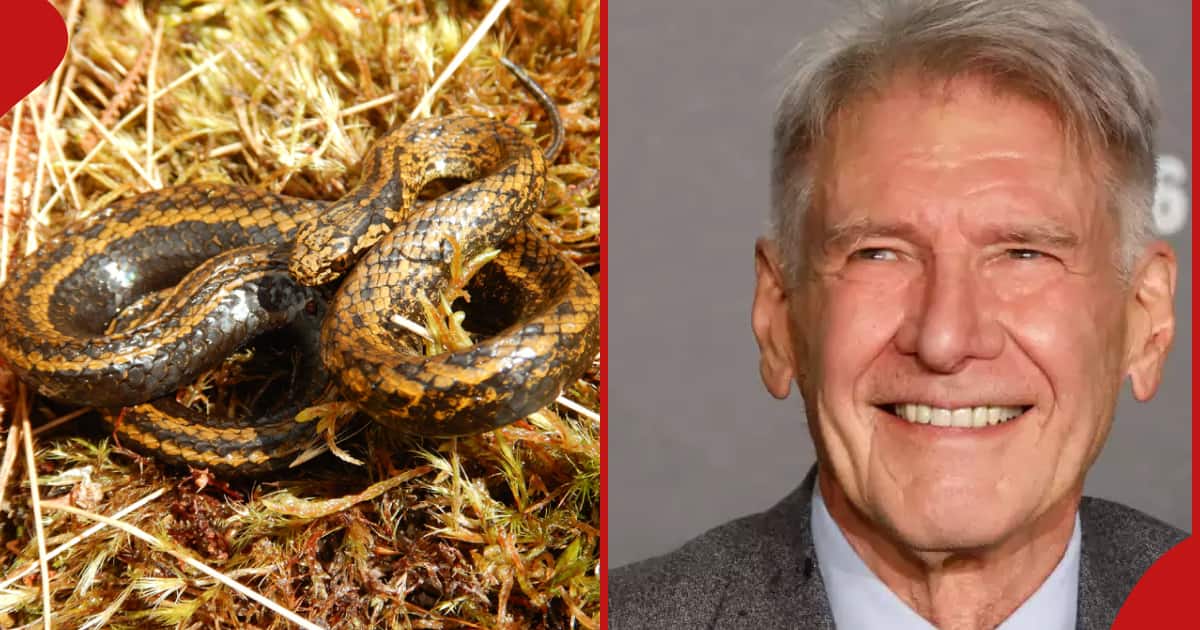 Harrison Ford: Hollywood legend humbled as new snake species is named after him