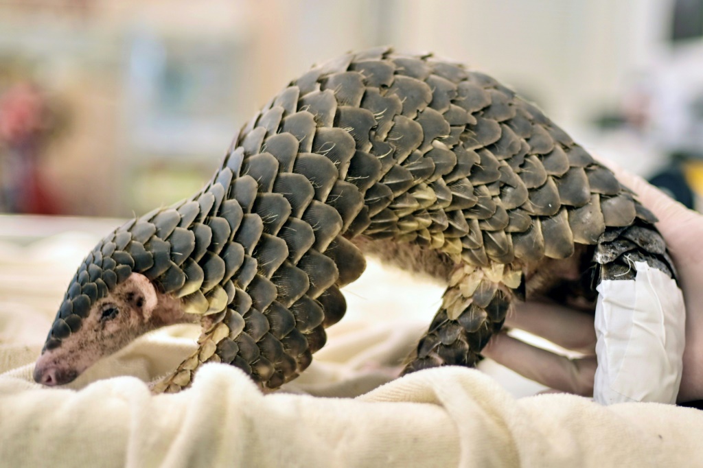 Pangolins are described by conservationists as the world's most trafficked mammal, with traditional Chinese medicine being the main driver