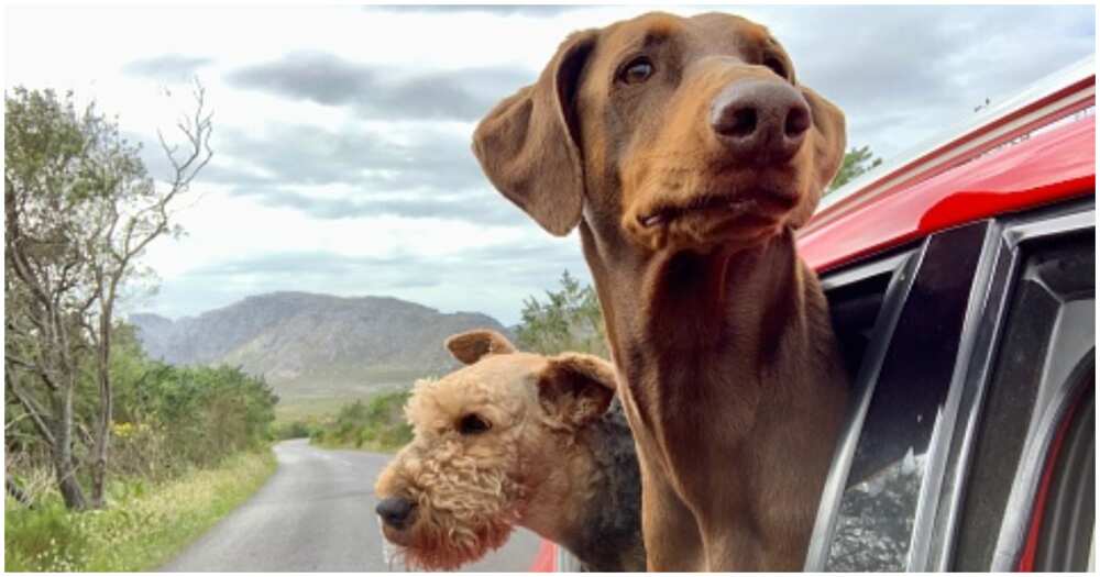 Dogs in a car going on a trip