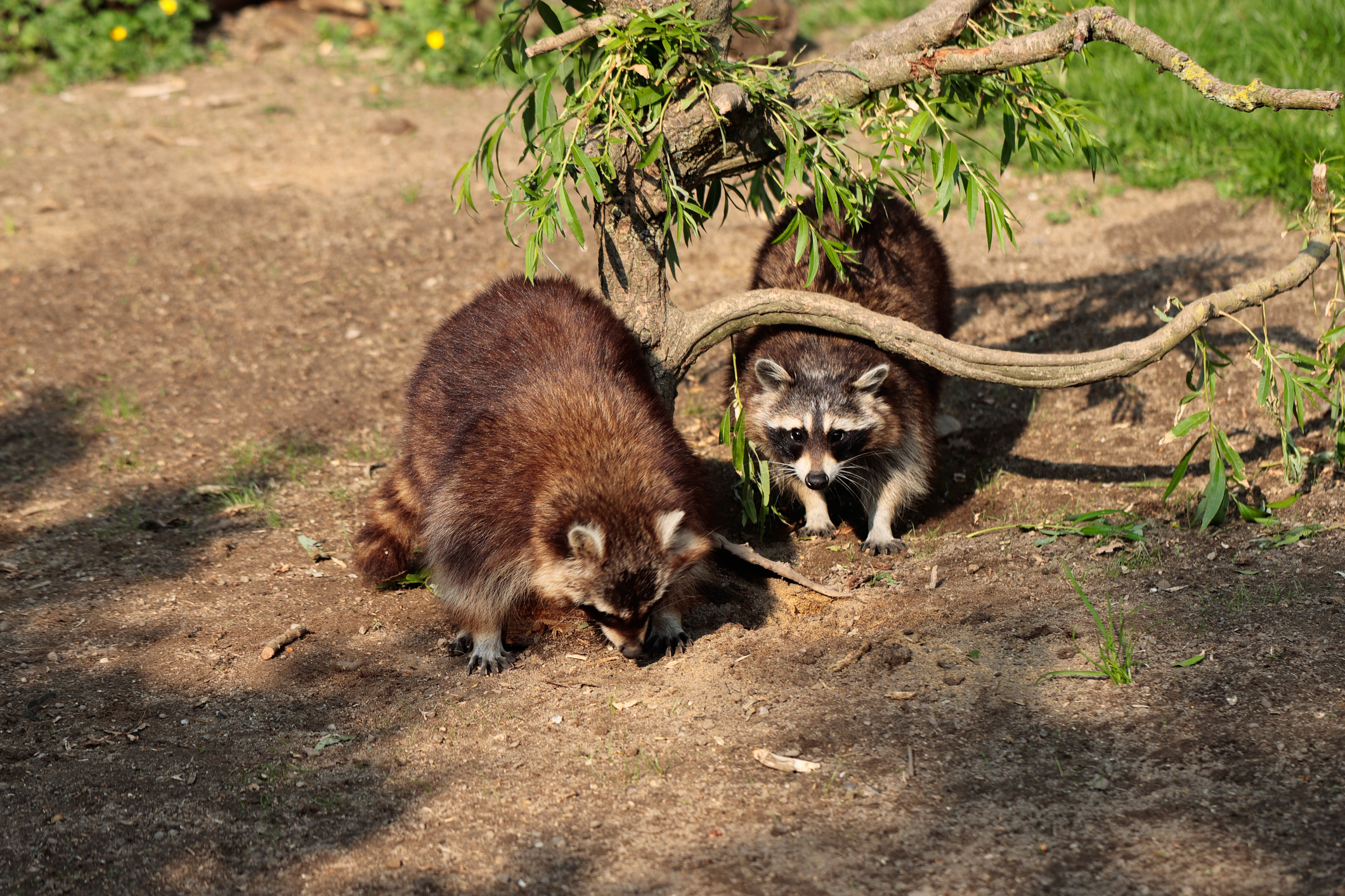 Full body image of two common raccoons.