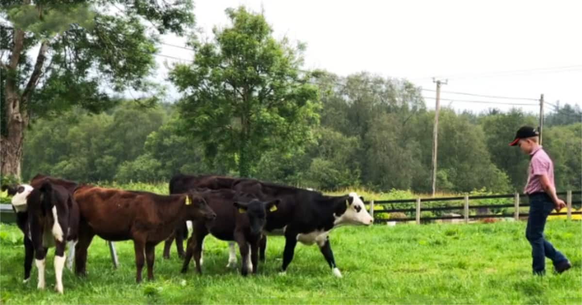Five of the calves are called Audrey, Hannah, Trixie, Rebecca, and Helen.