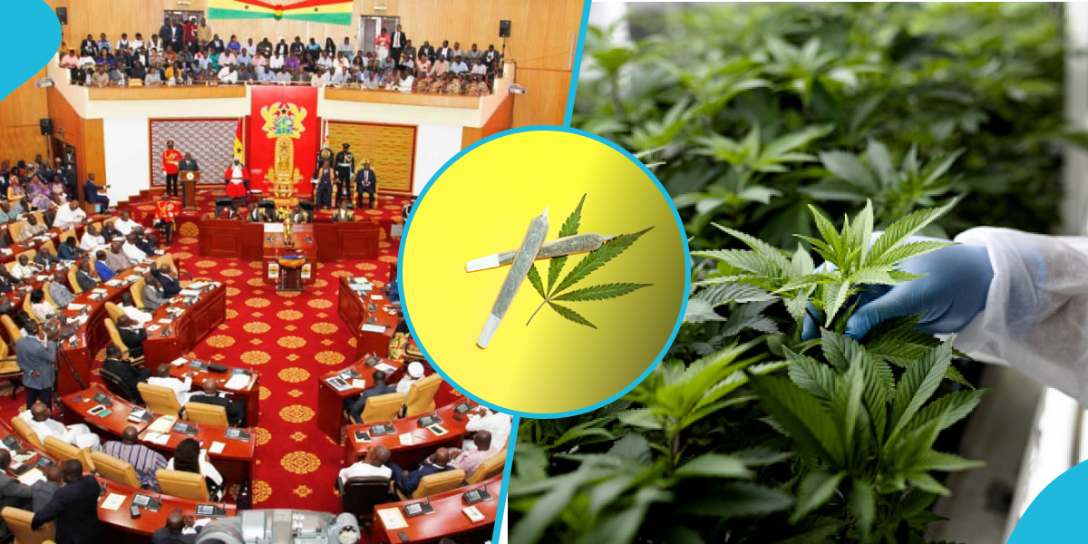 Ghana Parliament makes history: Passes bill to allow industrial cultivation of 'wee'