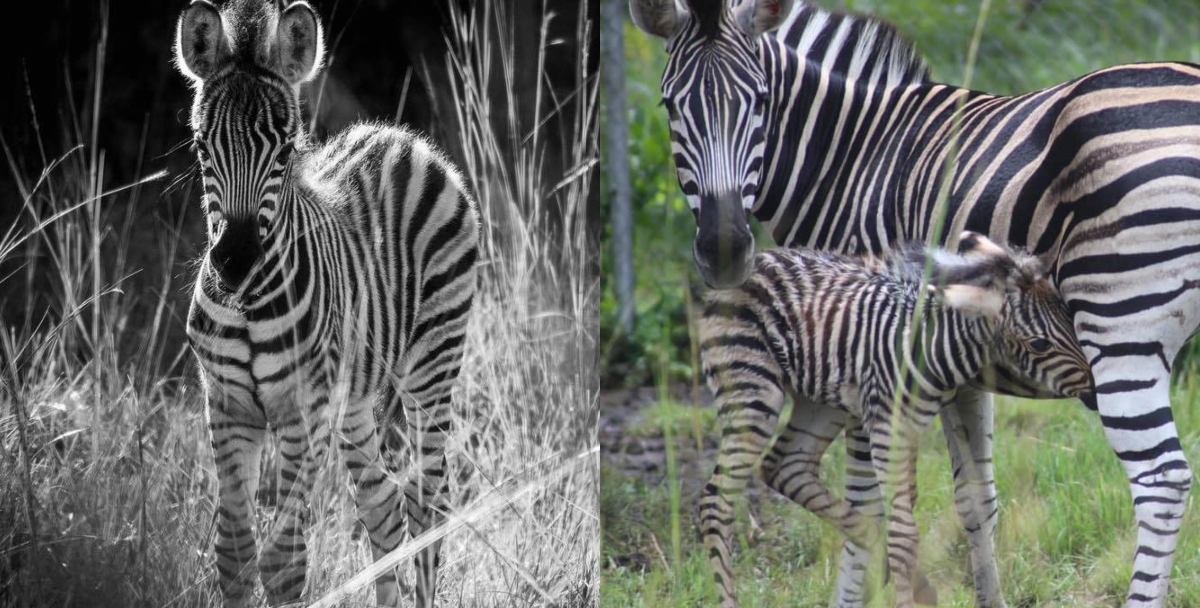 Photos of pure plains zebra breeds in Ghana