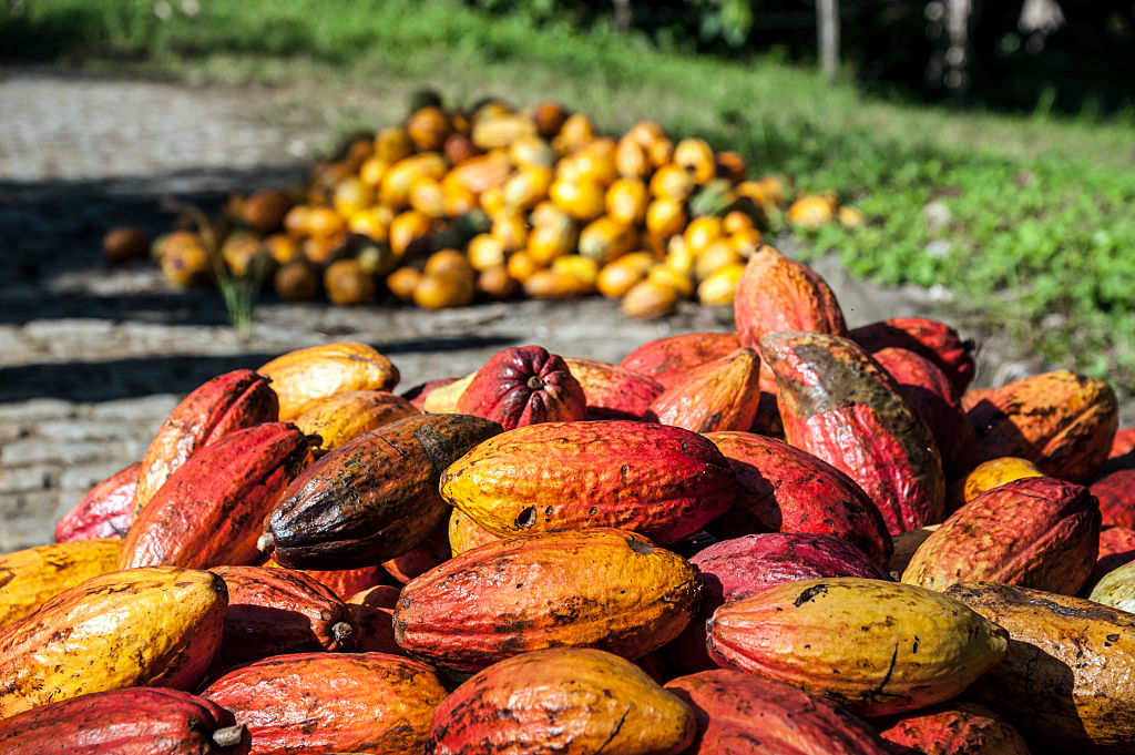 How are cocoa prices set