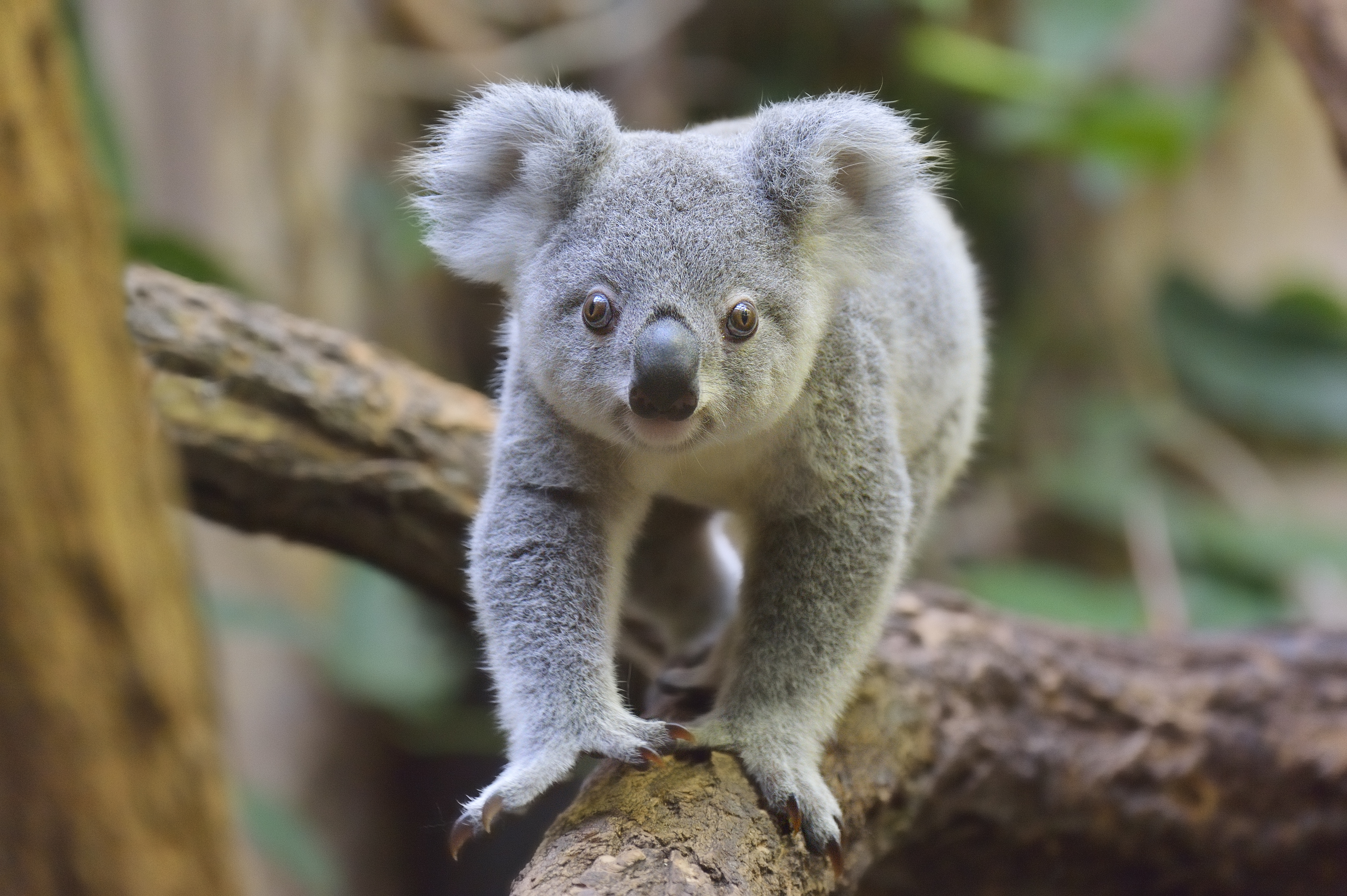 A koala in Germany