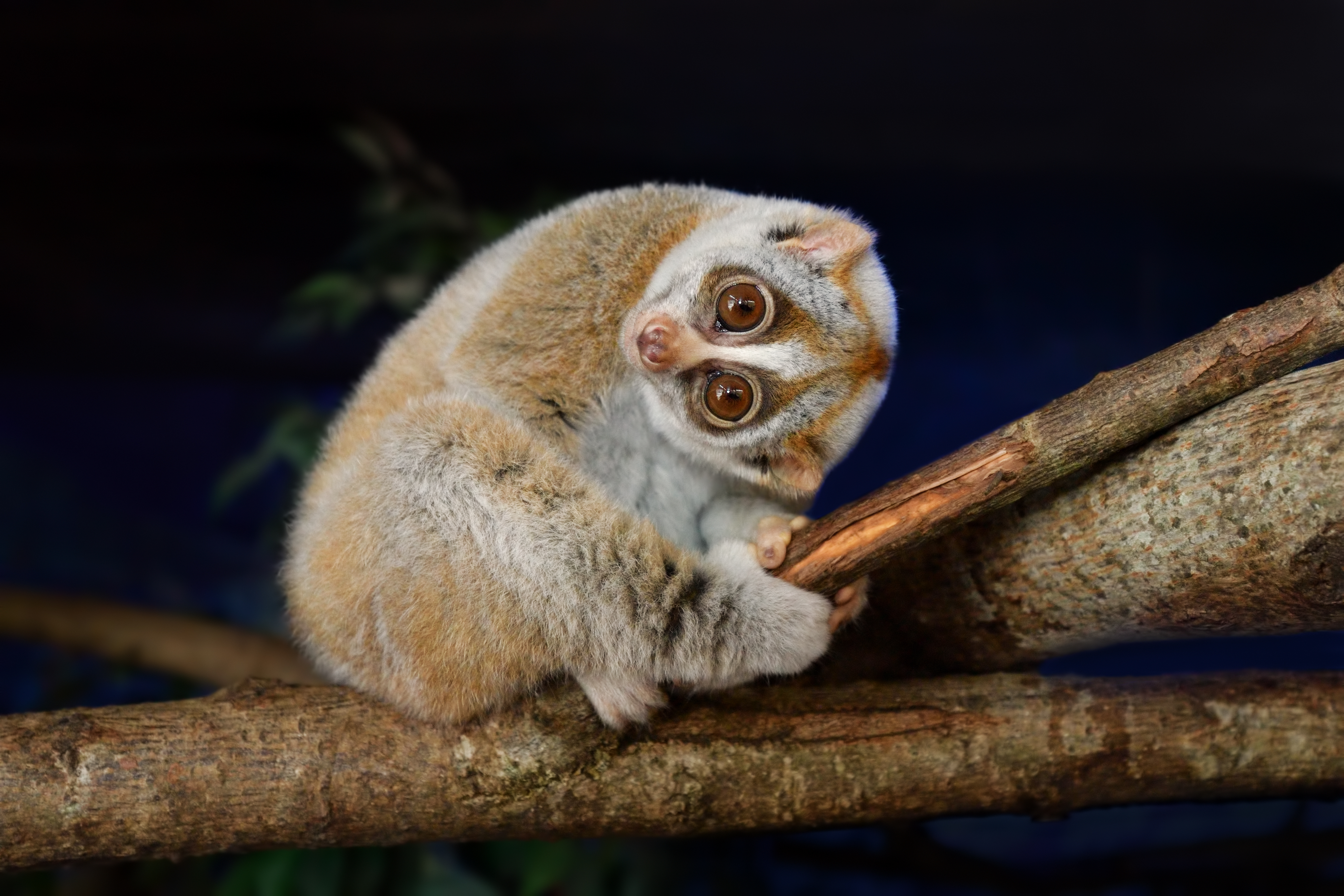 Close-up of a bengal slow loris sitting on a branch at night