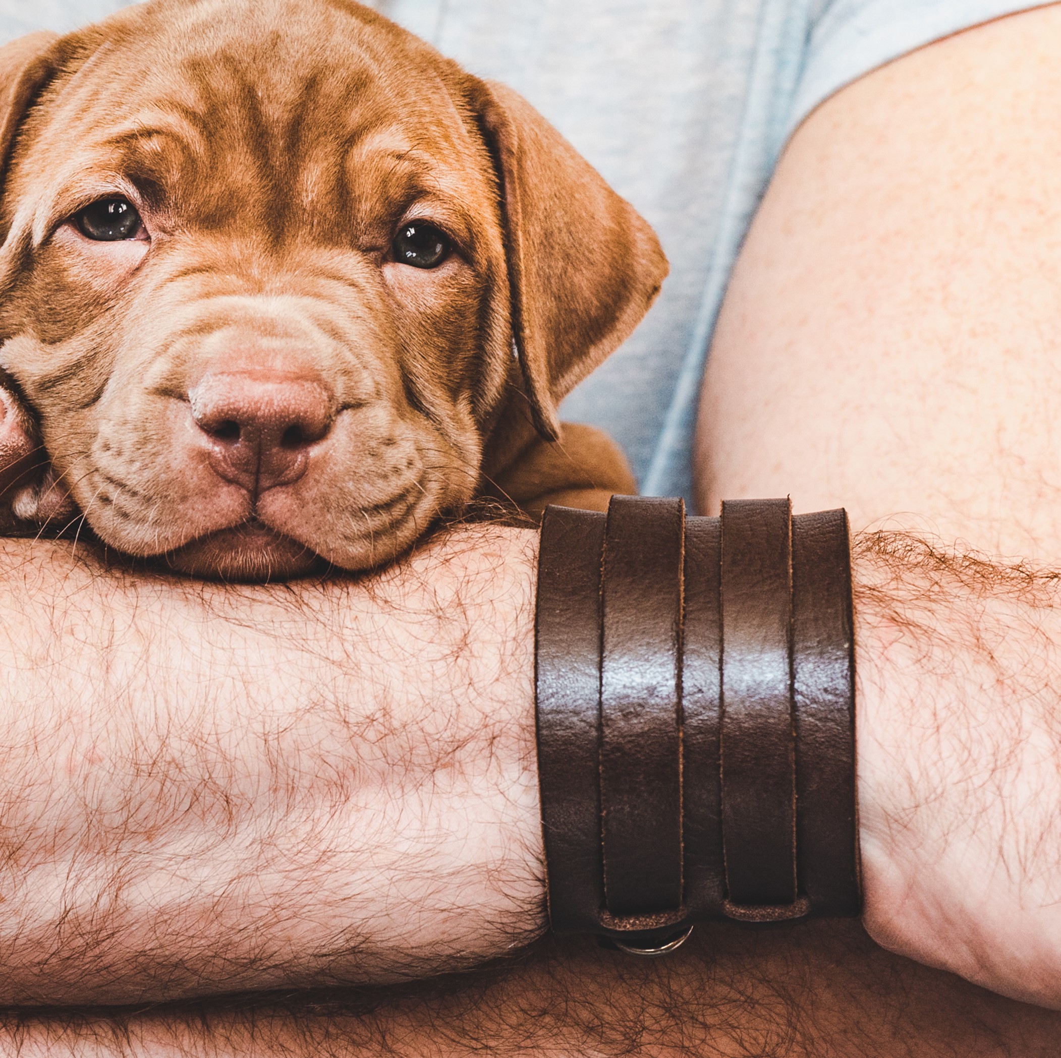 A dog rests its head on a wrist covered in several leather bracelets