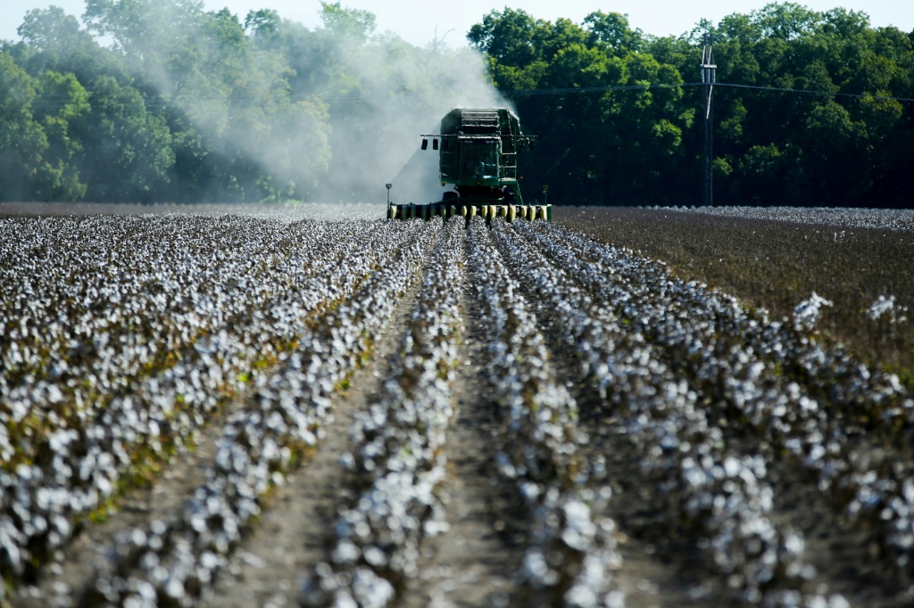 Farmers harvest cotton from a 140 acre field in Ellis County, near Waxahatchie, Texas, on September 19, 2022