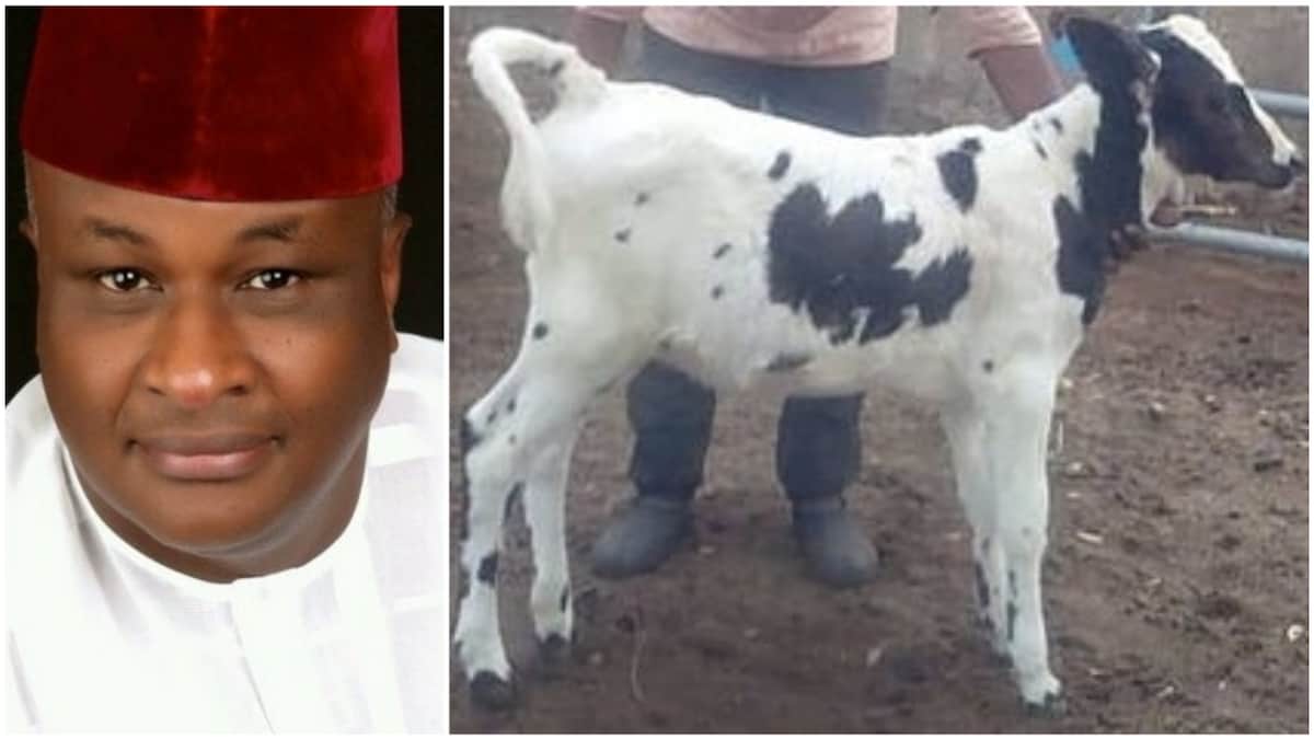 Tukur said that the missing calf has Holstein blood.
Photo source: Twitter/Awwal Tukur