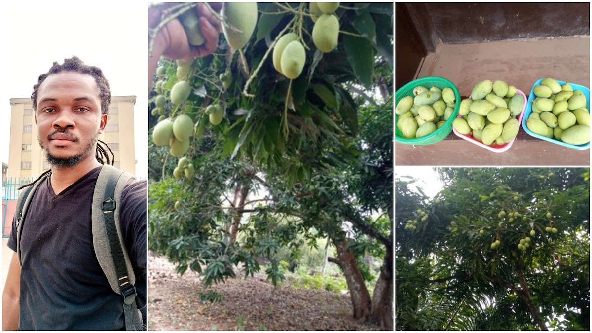 Nigerian Man Shows off Village Tree that Produces 10,000 Mangoes every Year, Many React