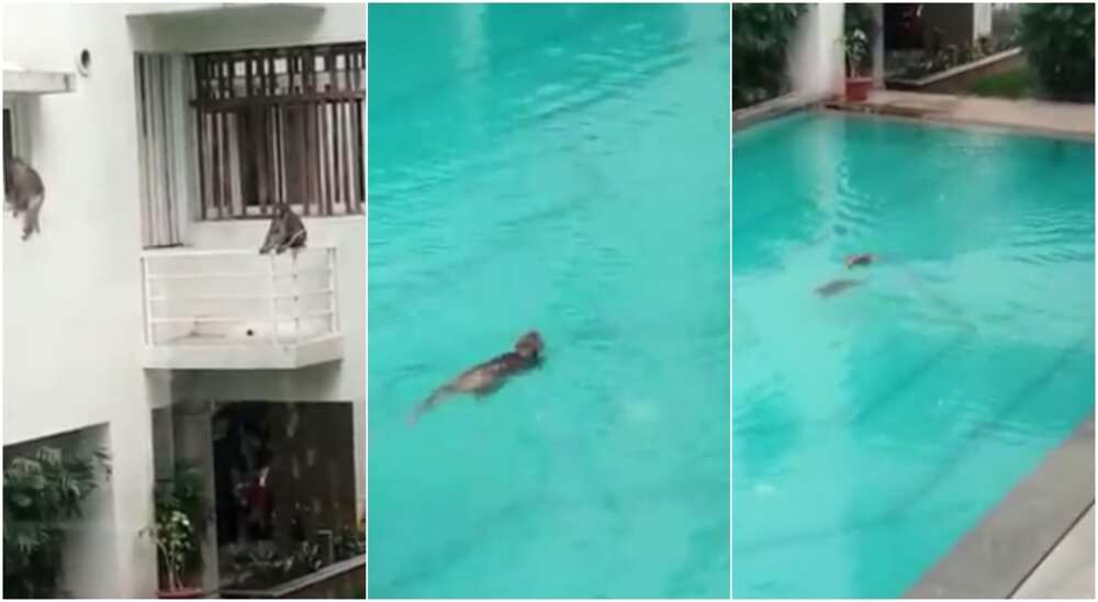 Monkeys take over hotel, become tourists and swim all day amid coronavirus lockdown