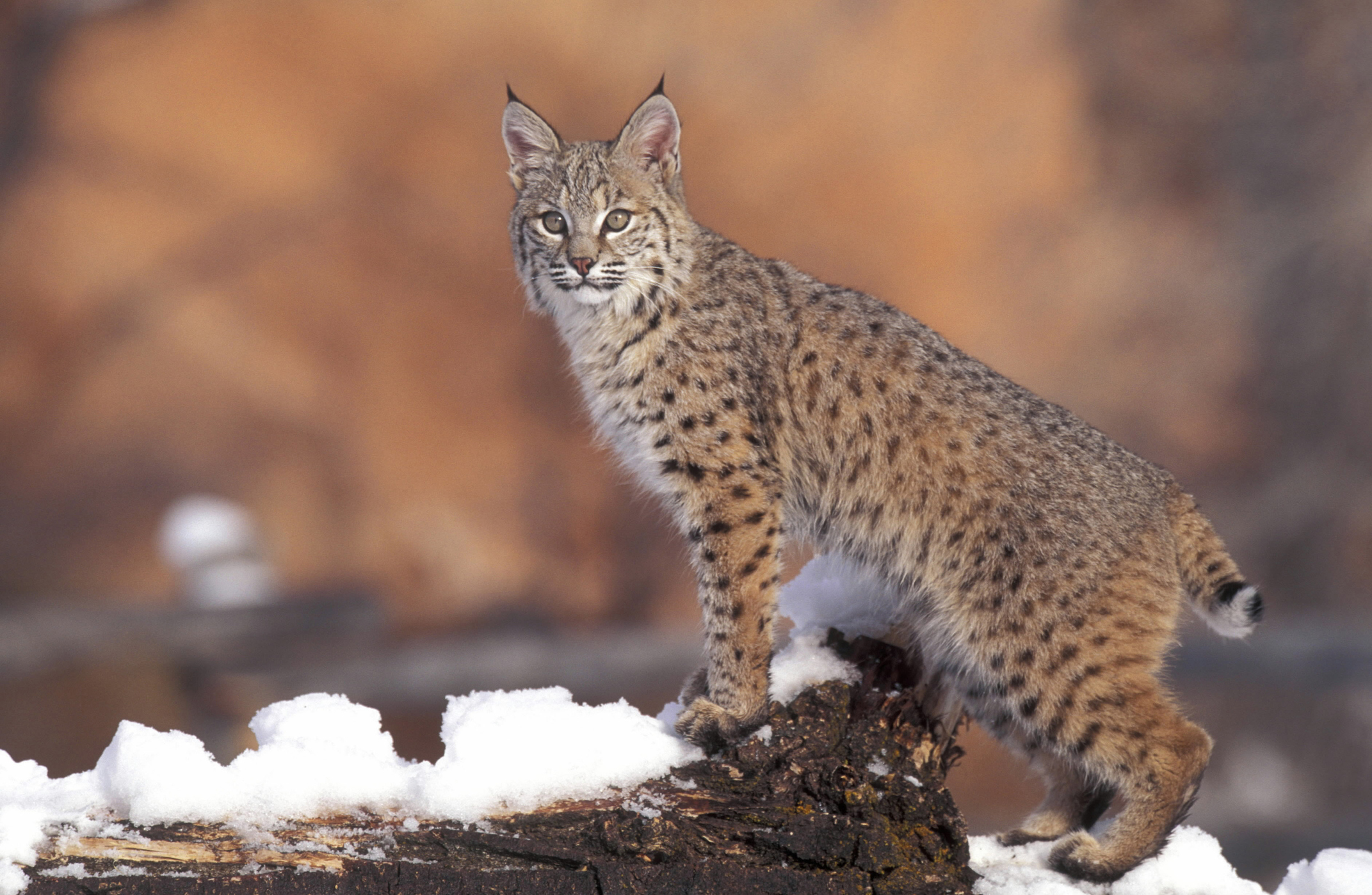 A bobcat standing on snowy ground