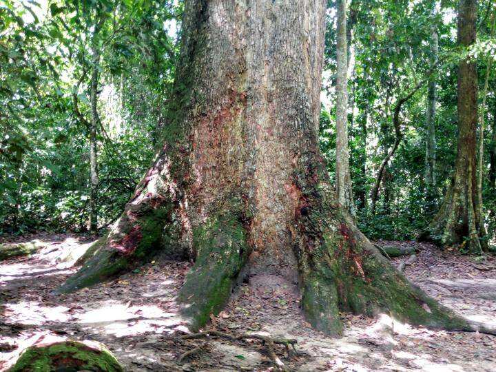 the biggest tree in Ghana
