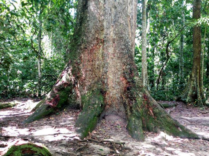 The mystery of the biggest tree in Ghana: Where and how old is it?