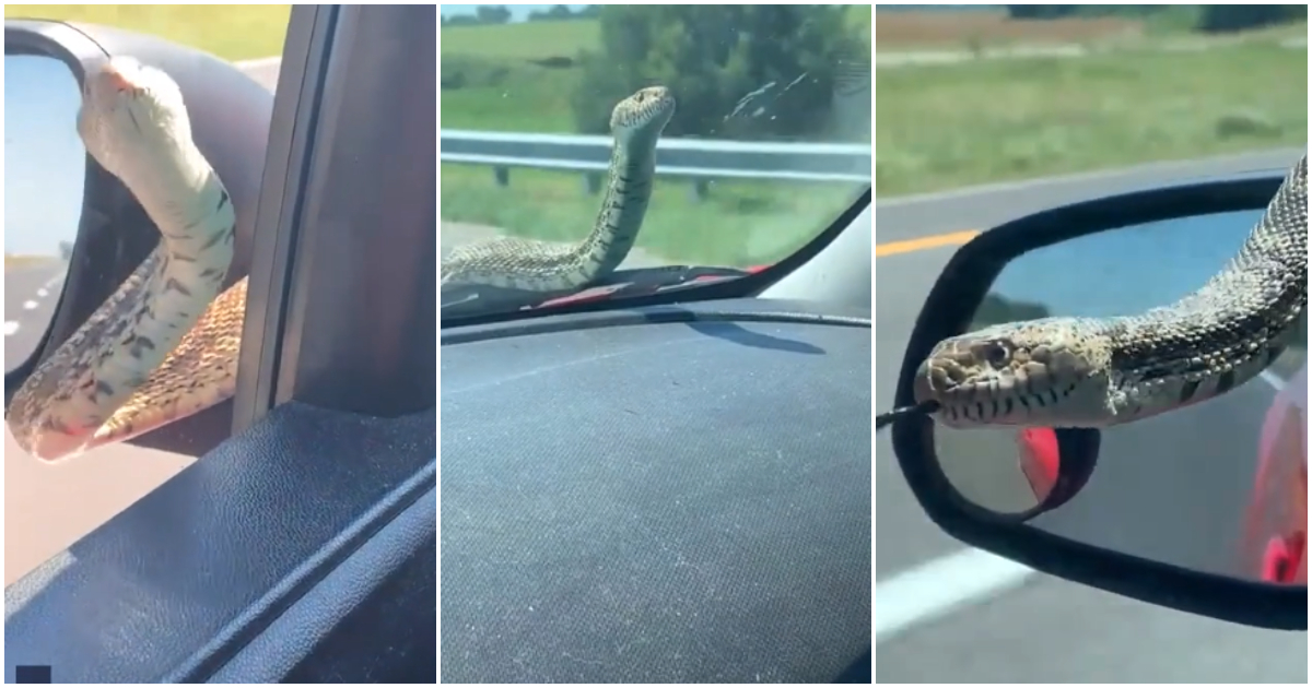 Snake slithers on woman's windshield as she drove