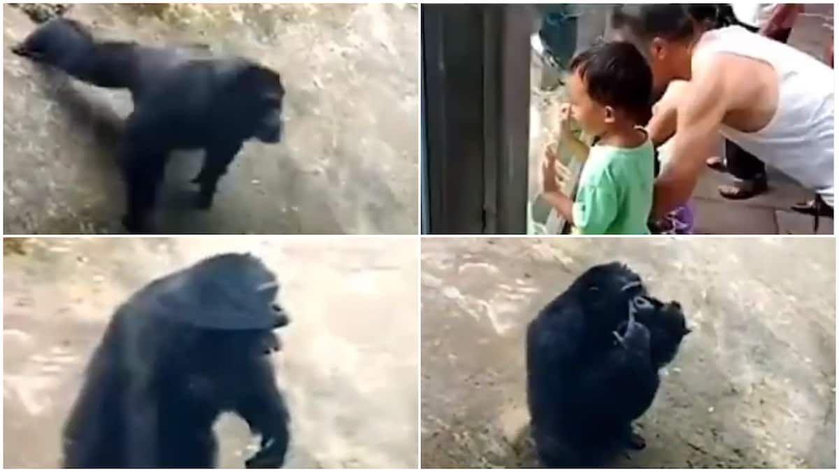 chimpanzee vs human bjj