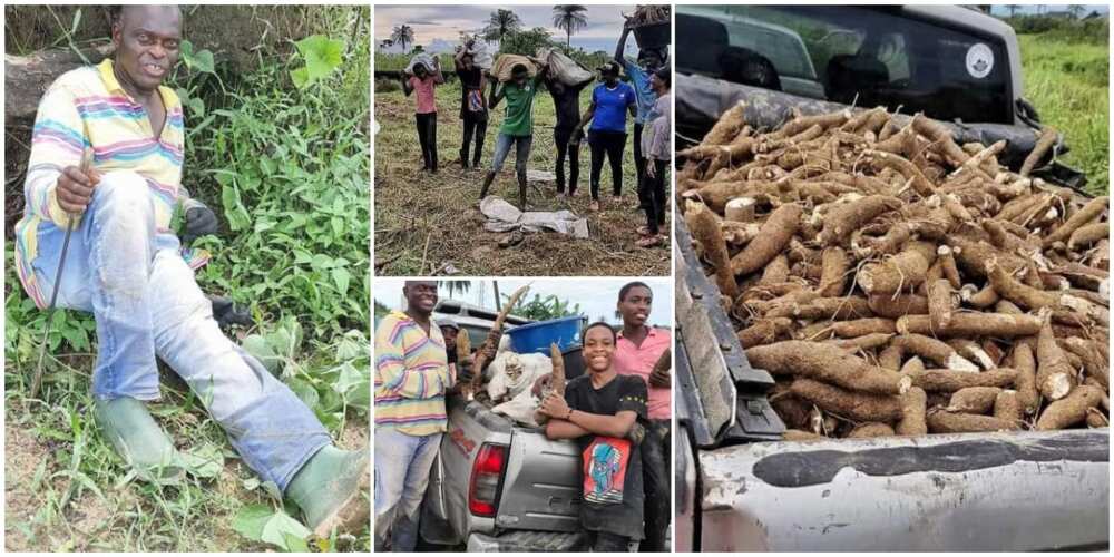 Nigerians react as government official storms farm with his family to harvest cassava