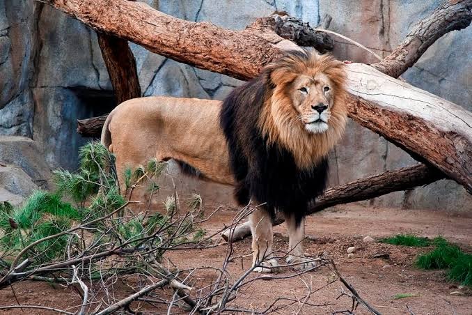 Daring woman who entered lion's zoo lucky to come out alive