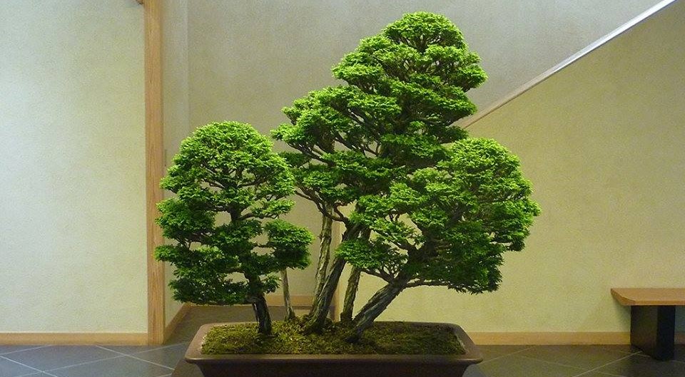oldest Bonsai tree