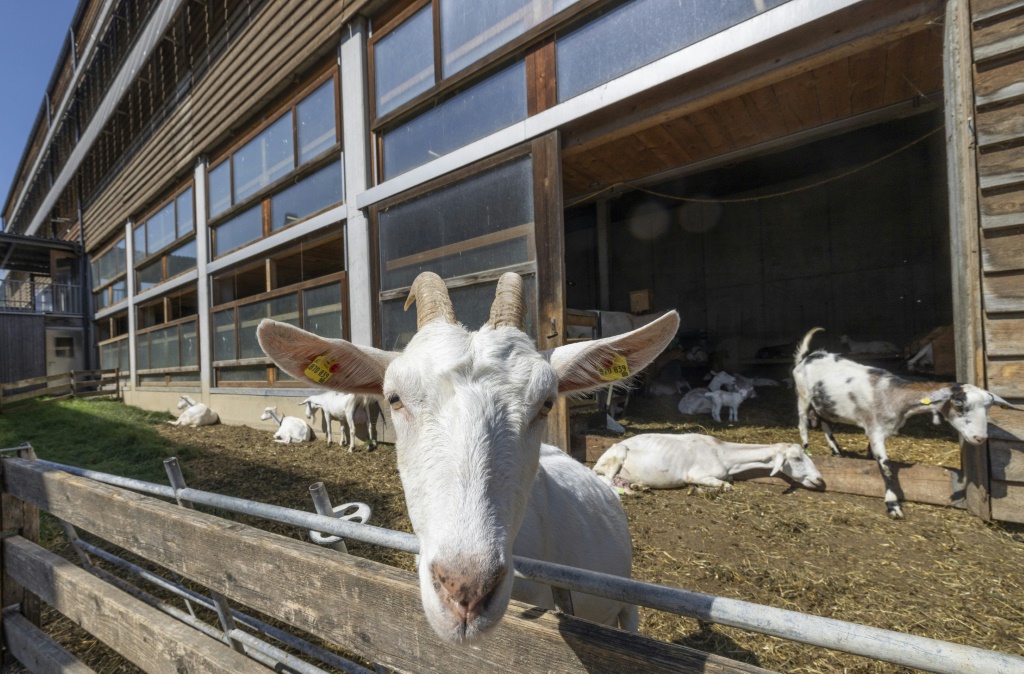 The Metzler farm attracts 10,000 visitors a year who come to explore the premises and check out the goats